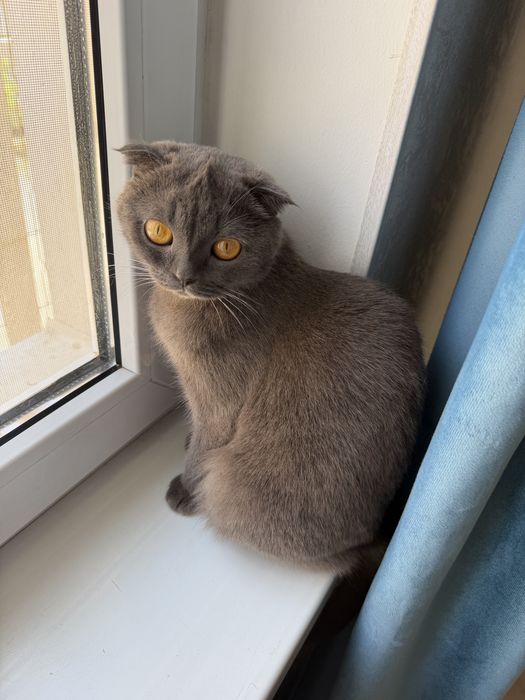 вислоухая кошка шотландка