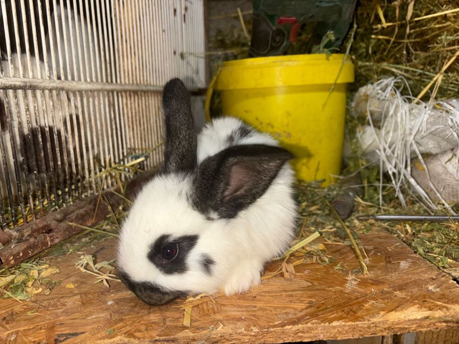 Pui iepuri cu urechi mari