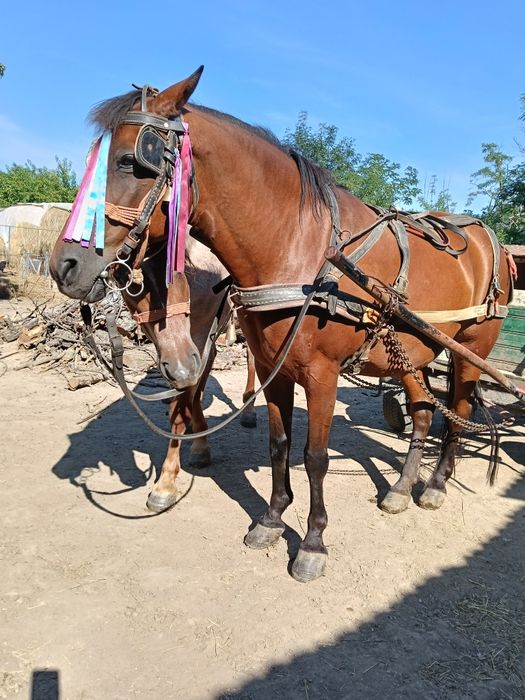 Vând iapă garantată la căruță