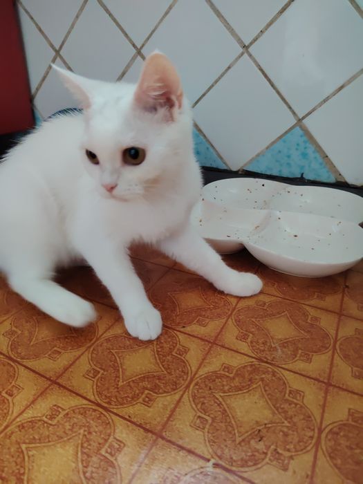 Селкирк Страйт котёнок, девочка