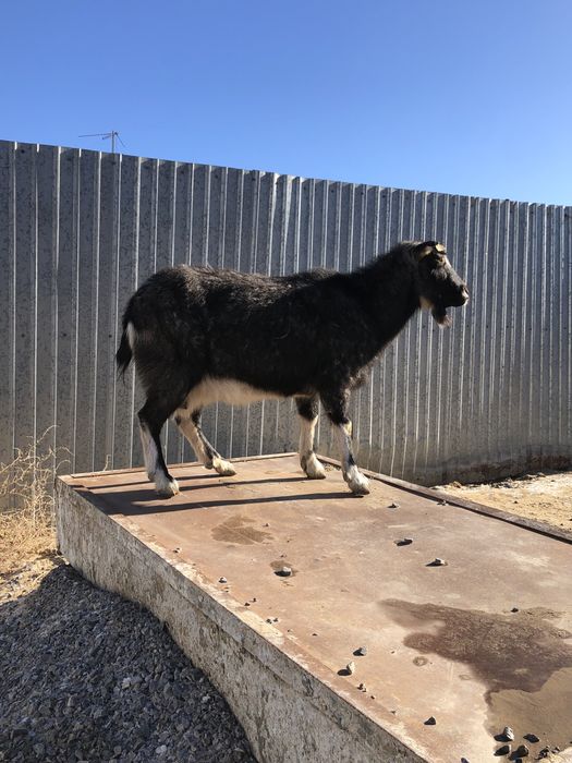 Занен/Альпы буаз ешкі сатылады