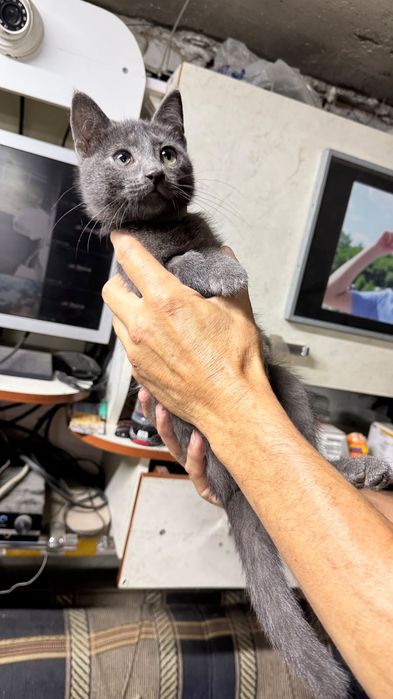 Ищет дом котёночек