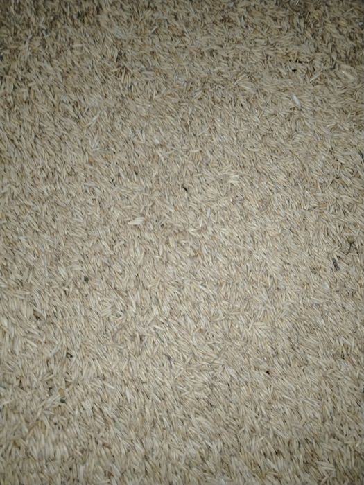 Ovăz productie 2025