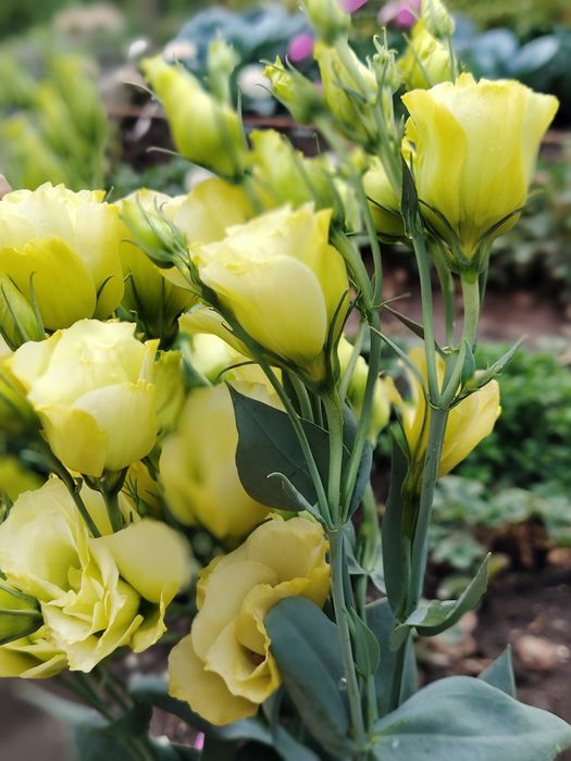 Эустома в горшках