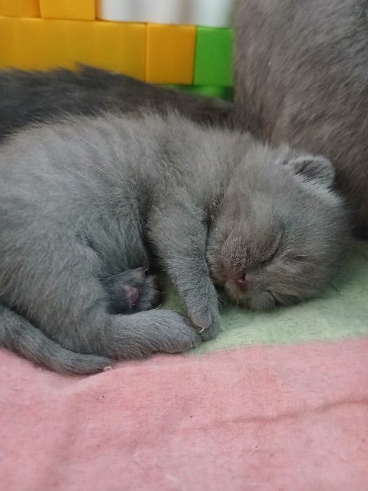 Бронирование котят