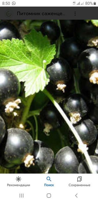 Продаю саженцы черной смородины