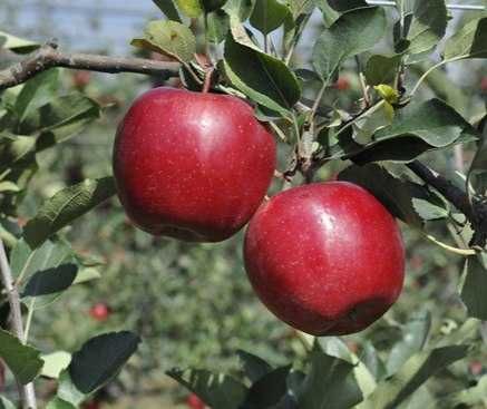 Олма кўчат | olma ko‘chat | пакана олма | ярим пакана олма | интенсив