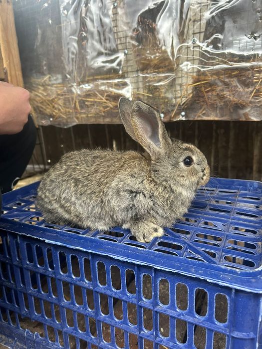 Продам крольчат фландер.
