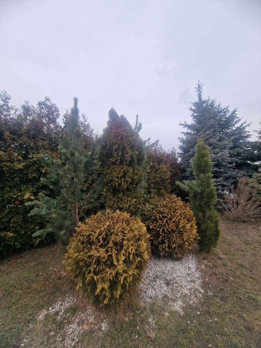 Проются голубые ели