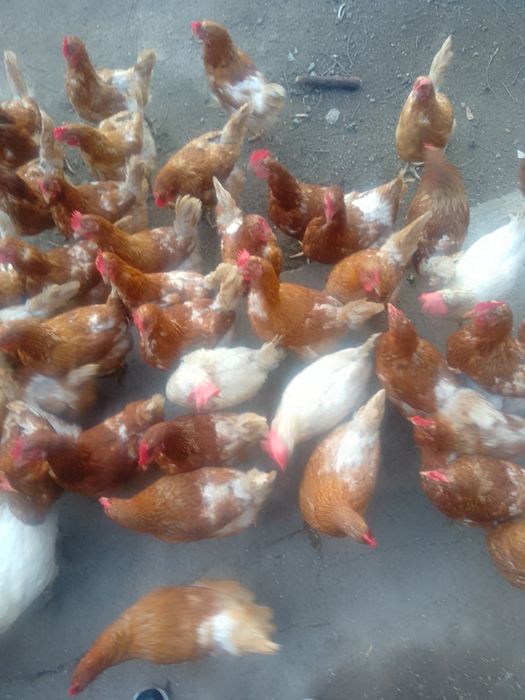 Куры срочна прадается