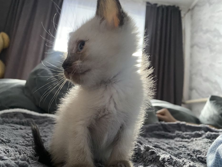 Котенок в добрые руки