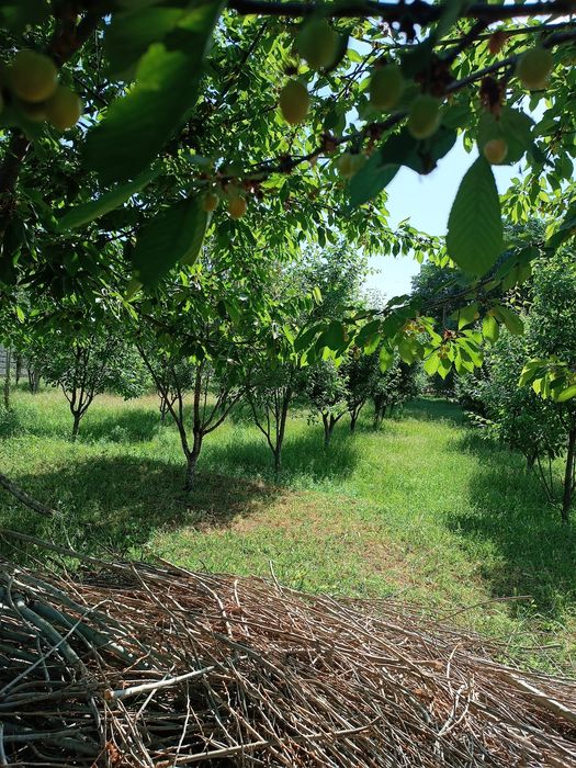 Yer ,Земля Сотилади ,1 сотиги 15,000 доллар