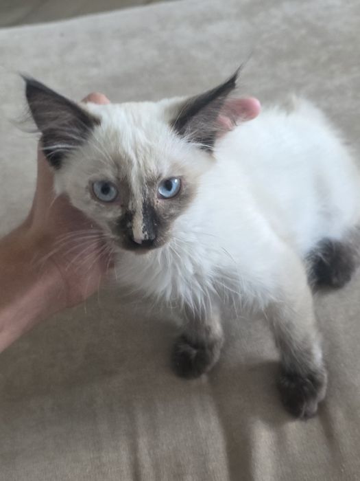 Кошечка сиамская