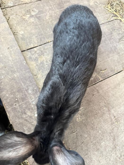 Продам кроликов..