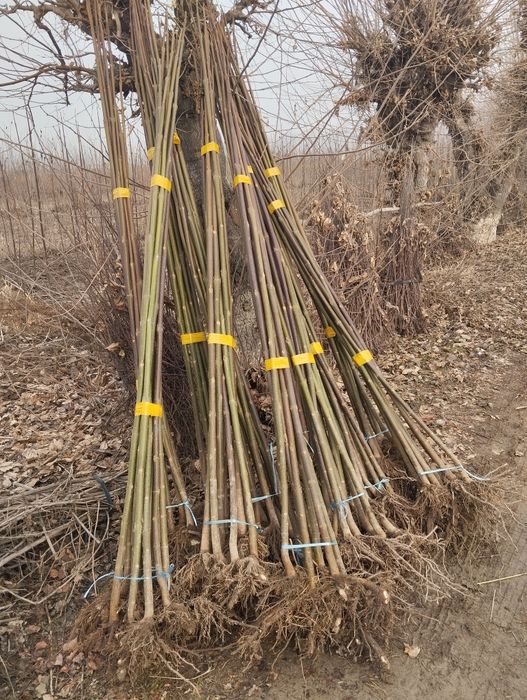 Павлония ку́чатлари у́птим нархларда чекланмаган микдорда