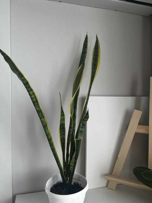 Комнатные растения разные