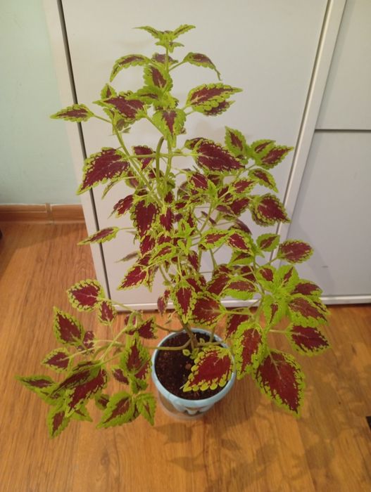 Колеус 3000 тенге