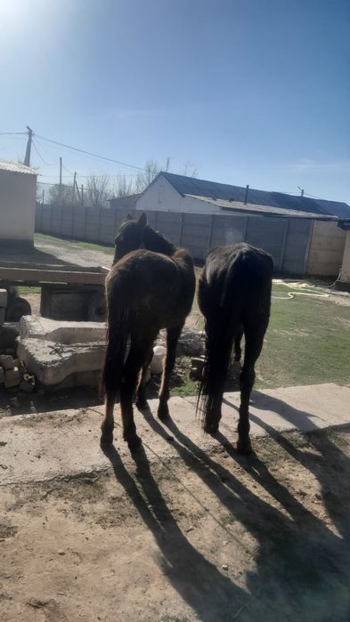 Бие жабағысымен сатылады