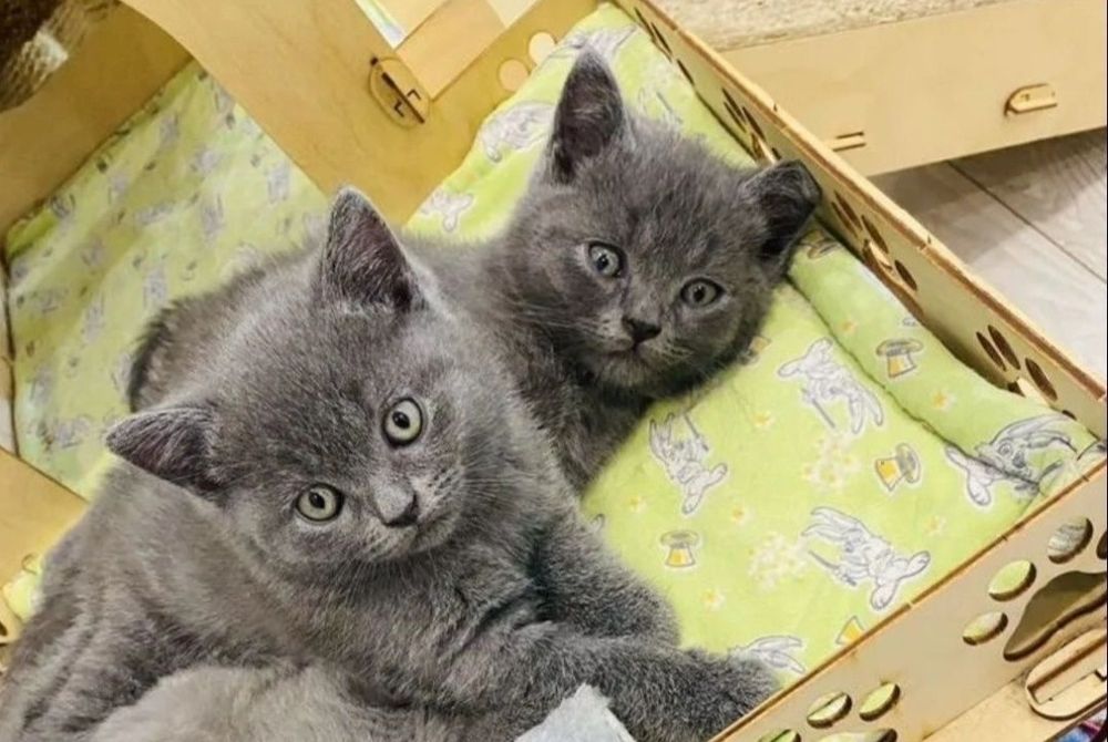 Британские девочки, в голубом окрасе 2 мес к лотку приучены, кушают же