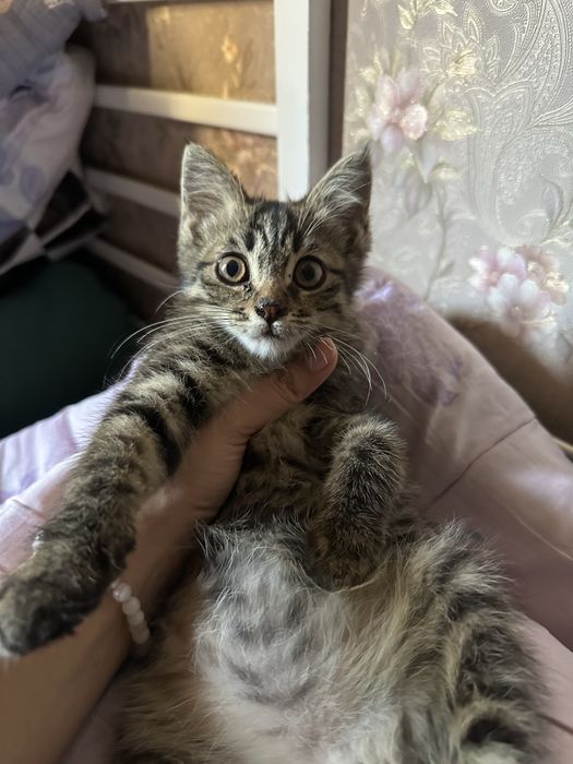 В добрые руки бесплатно кота