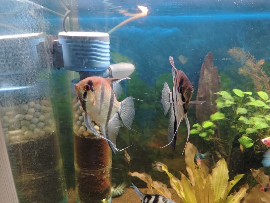 Скалярия Рио нанай