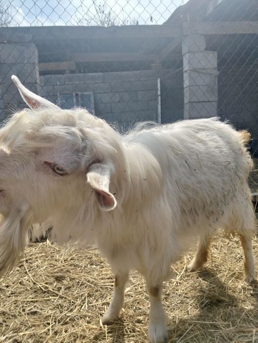 Коза козочка годовалая