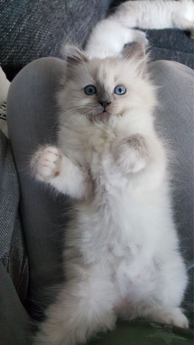 Ragdoll fetiță superbă Bucuresti Sectorul 6 • OLX.ro