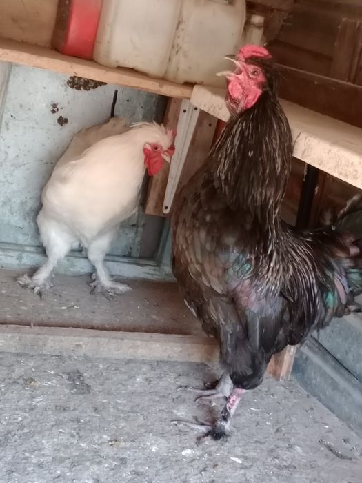 Vând 4 cocoșei moțați încălțați
