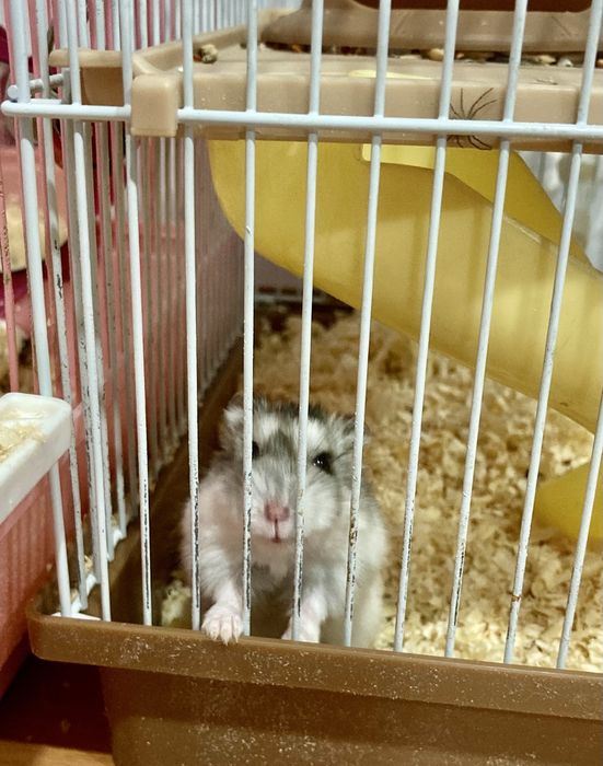 Продам хомяков - активные, ручные