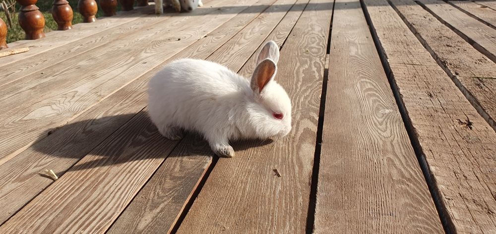 Kaliforniya quyonlar bollari