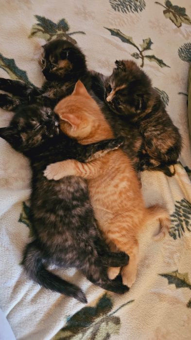 котята британцы чистокровки