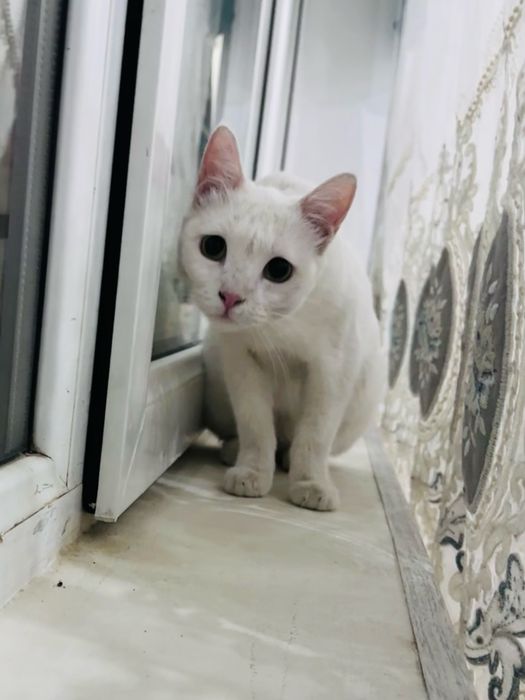 Девочка белка в добрые руки