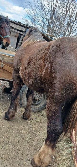 Vând 3 manji cuminți