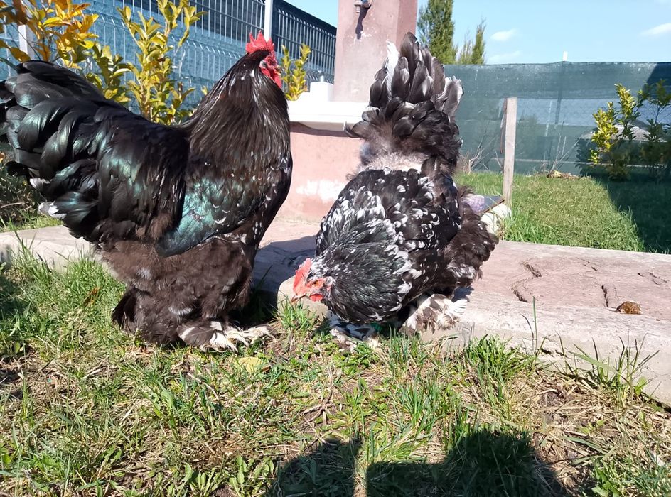 Pereche cochinchina negru bobat schimb cu porumbei  standard american sau king