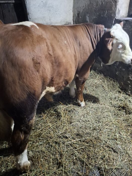 Vînd tăuraș de 400 kg ân județul Sibiu comuna Șeica Mare .