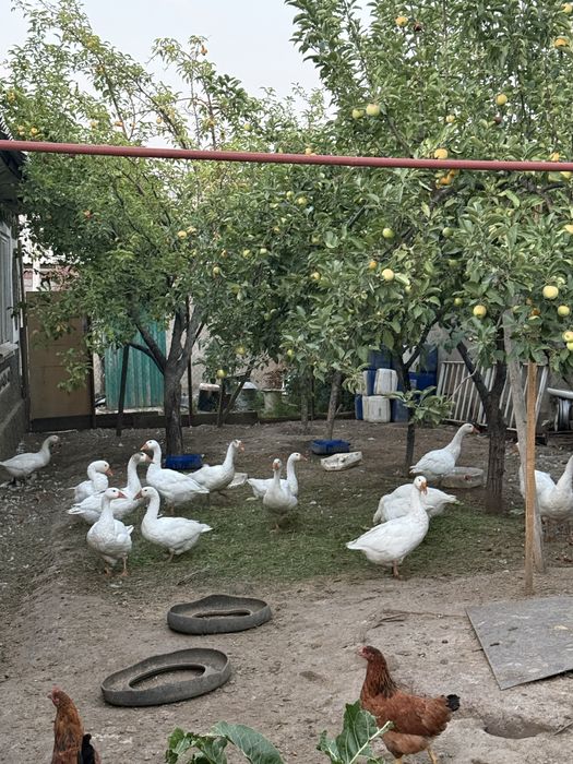 Продам гусей в живом весе