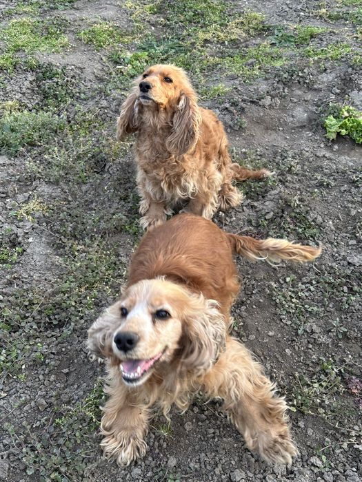 Мъжки и женски кокер шпаньол