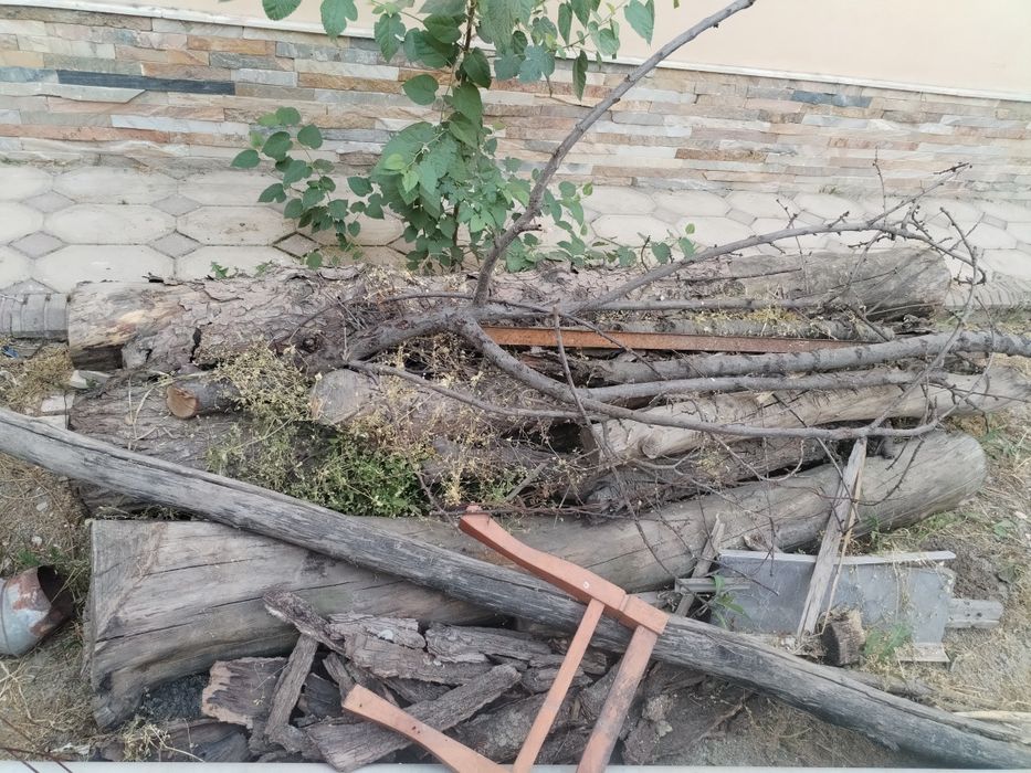 O'rik daraxtidan o'tin sotiladi