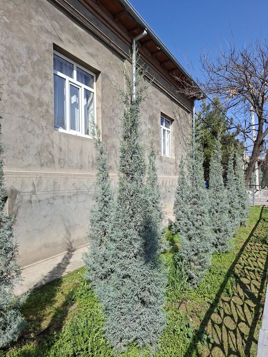 Аризонский Кипарис. Kiparis. Италия