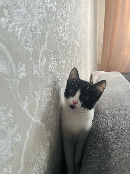 Отдам в добрые руки котят.