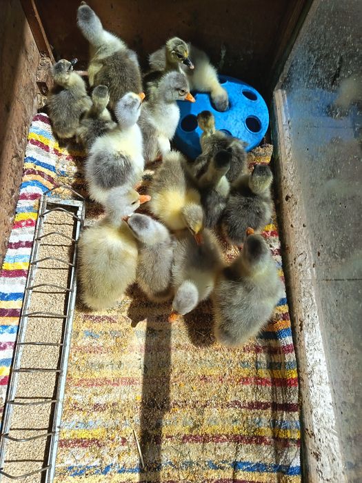 Boboci de gașca de vânzare