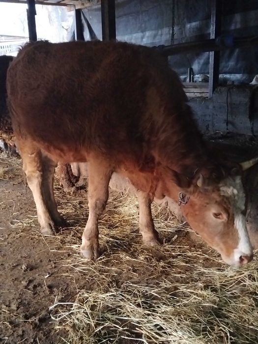 De vanzare junica gestanta in 7 luni