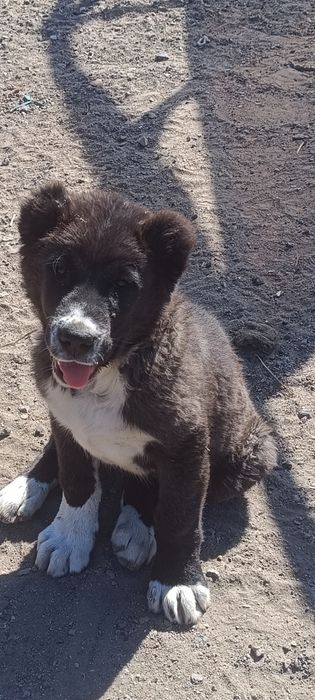 Тобет щенок кобель