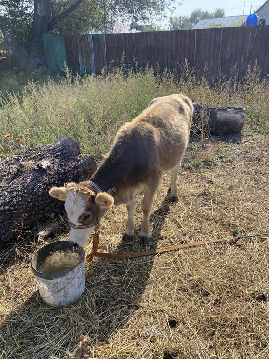 Продам теленка 6 месяцев !!!