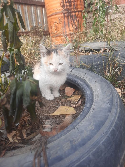 Отдам котят в добрые руки!