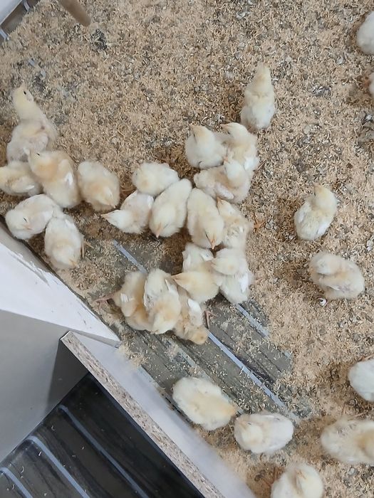 Жужалар сотилади 15.000 дан