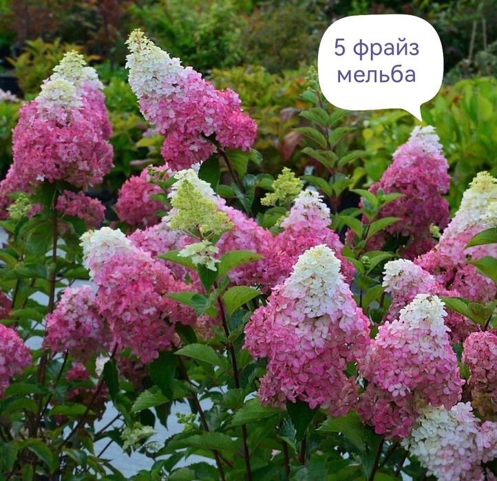 Продам гортензии