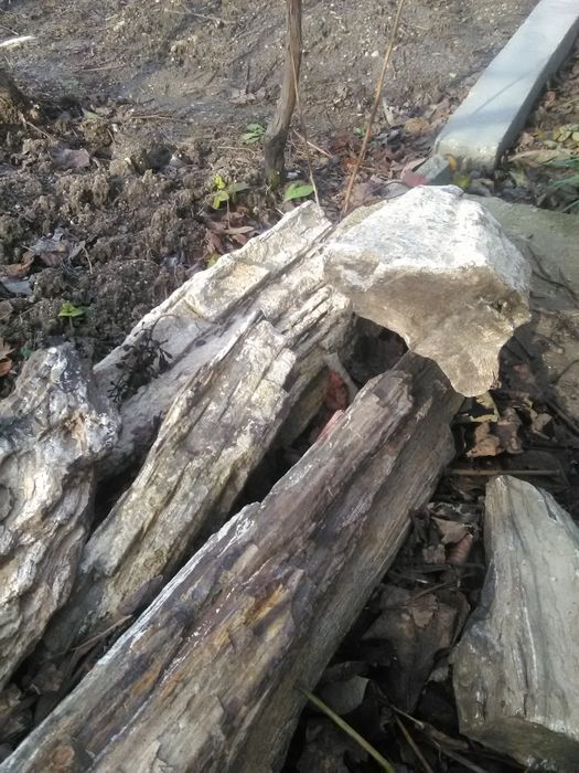 Вкаменени дърво, композиция.