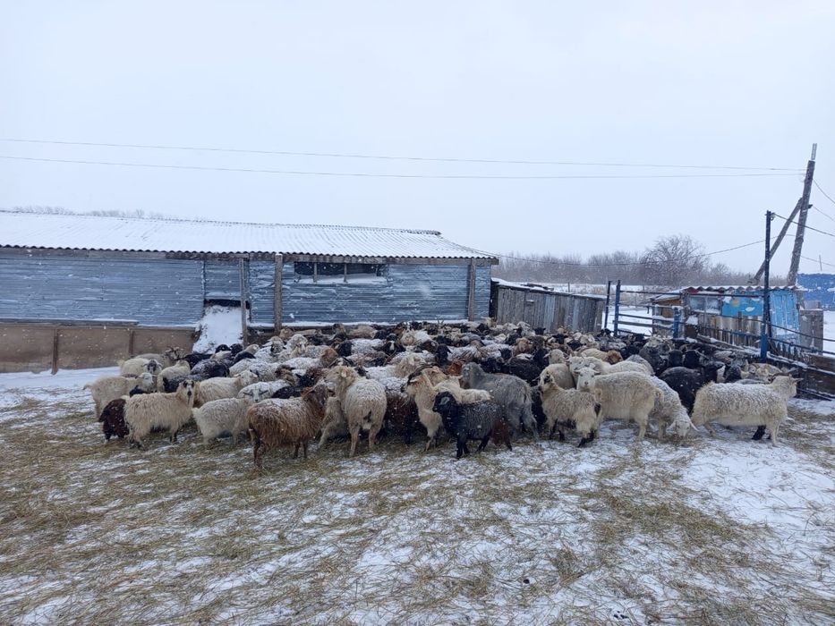 Продам баранов , коз