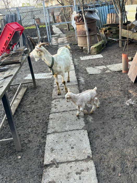 Capra anglonubian de vanzare